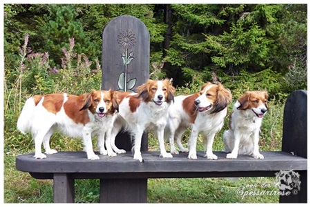 Kooikerhondje von der Spessartrose