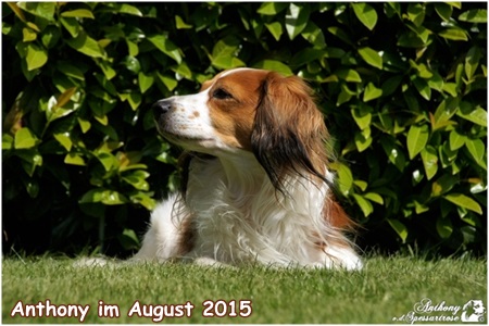 Kooikerhondje von der Spessartrose