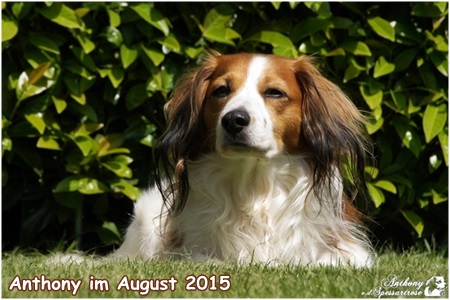 Kooikerhondje von der Spessartrose