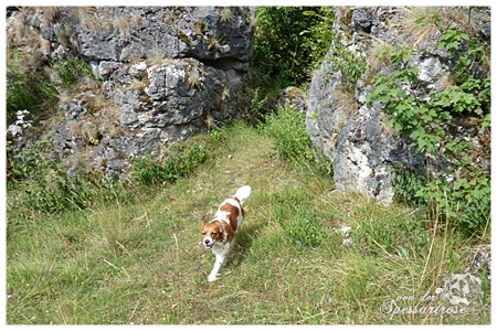 Kooikerhondje von der Spessartrose