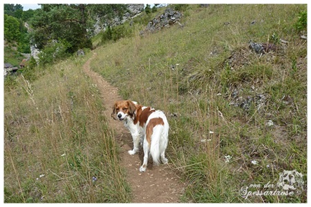 Kooikerhondje von der Spessartrose