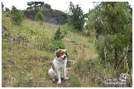 Kooikerhondje von der Spessartrose