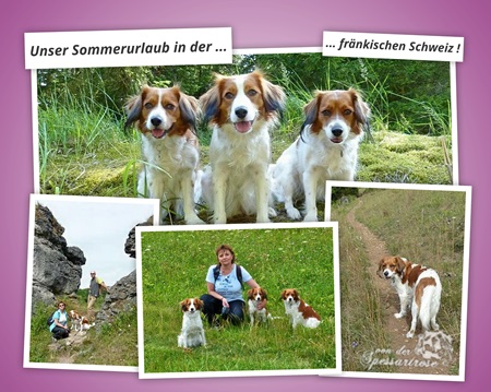 Kooikerhondje von der Spessartrose