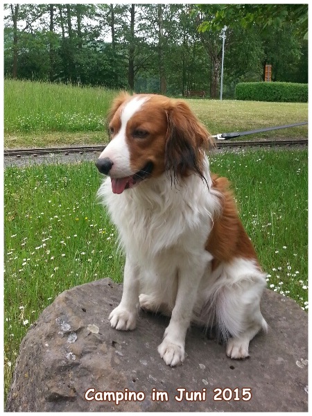 Kooikerhondje von der Spessartrose