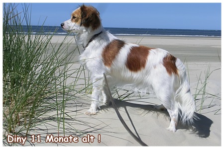 Kooikerhondje von der Spessartrose