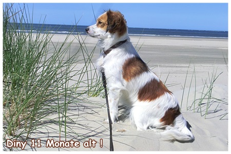 Kooikerhondje von der Spessartrose