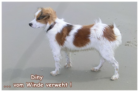 Kooikerhondje von der Spessartrose