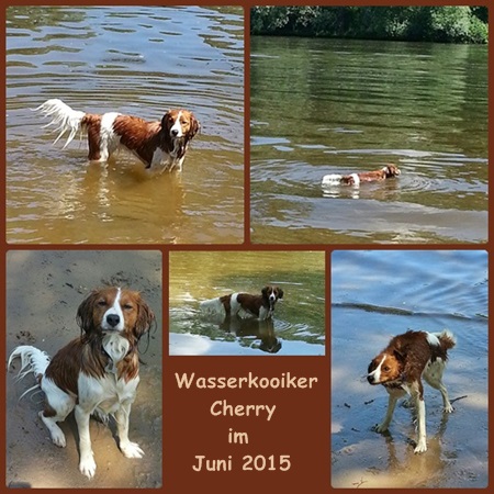 Kooikerhondje von der Spessartrose