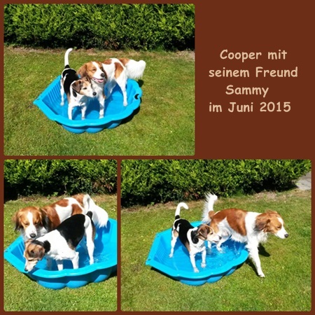 Kooikerhondje von der Spessartrose