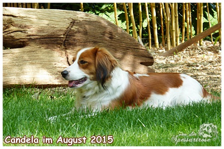 Kooikerhondje von der Spessartrose