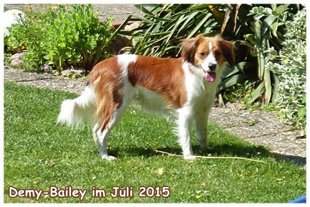 Kooikerhondje von der Spessartrose