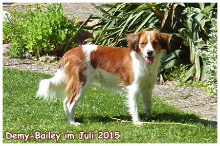 Kooikerhondje von der Spessartrose