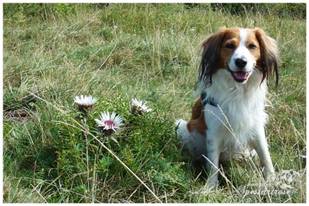 Kooikerhondje von der Spessartrose