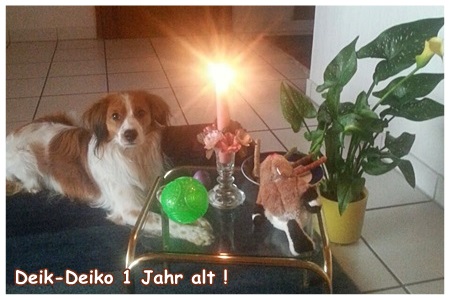 Kooikerhondje von der Spessartrose