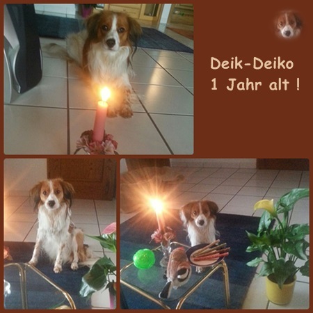 Kooikerhondje von der Spessartrose