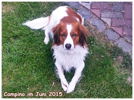 Kooikerhondje von der Spessartrose