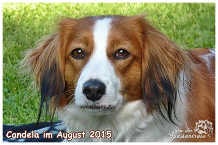 Kooikerhondje von der Spessartrose