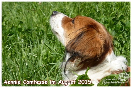 Kooikerhondje von der Kooikerhondje