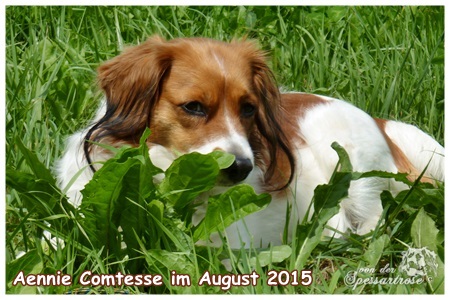 Kooikerhondje von der Kooikerhondje