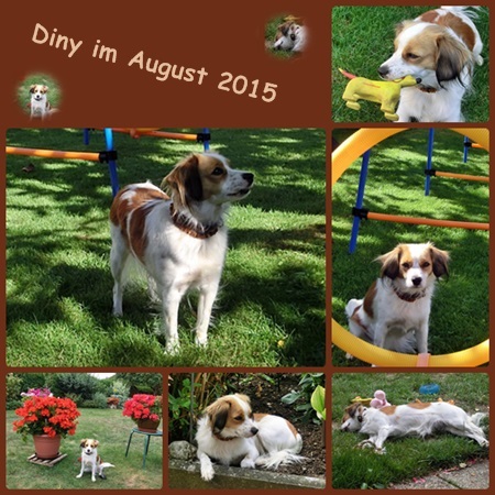 Kooikerhondje von der Spessartrose