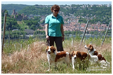 Kooikerhondje von der Spessartrose