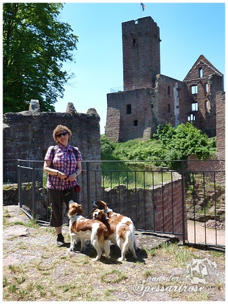 Kooikerhondje von der Spessartrose