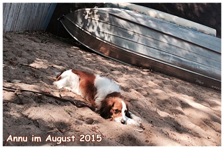 Kooikerhondje von der Spessartrose