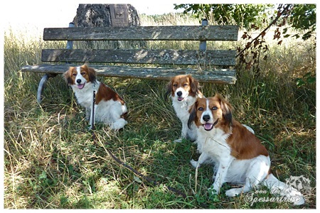 Kooikerhondje von der Spessartrose