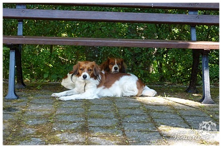 Kooikerhondje von der Spessartrose