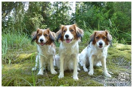 Kooikerhondje von der Spessartrose