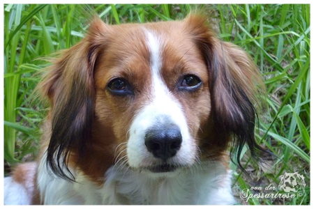 Kooikerhondje von der Spessartrose