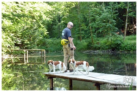 Kooikerhondje von der Spessartrose