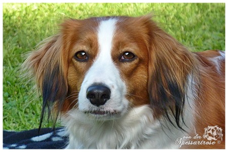 Kooikerhondje von der Spessartrose