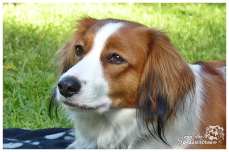 Kooikerhondje von der Spessartrose