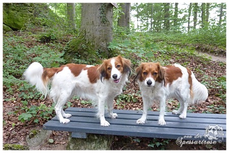 Kooikerhondje von der Spessartrose