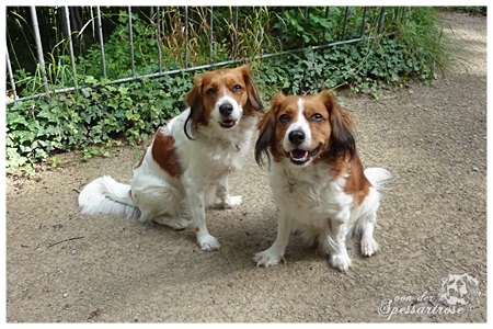 Kooikerhondje von der Spessartrose