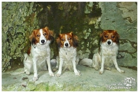 Kooikerhondje von der Spessartrose