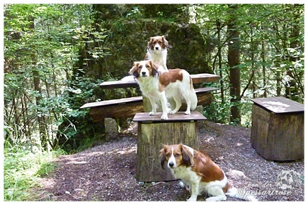 Kooikerhondje von der Spessartrose