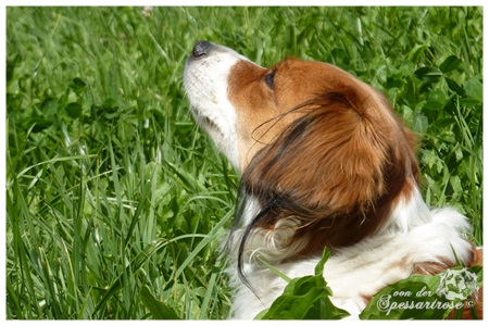 Kooikerhondje von der Spessartrose