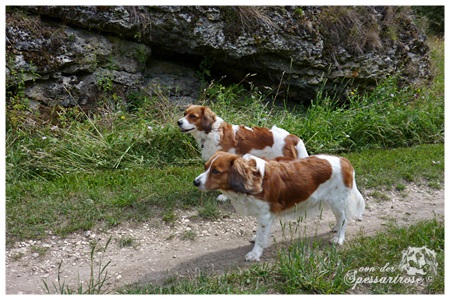 Kooikerhondje von der Spessartrose