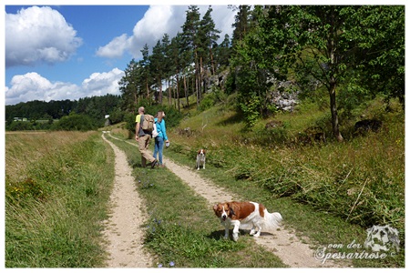 Kooikerhondje von der Spessartrose