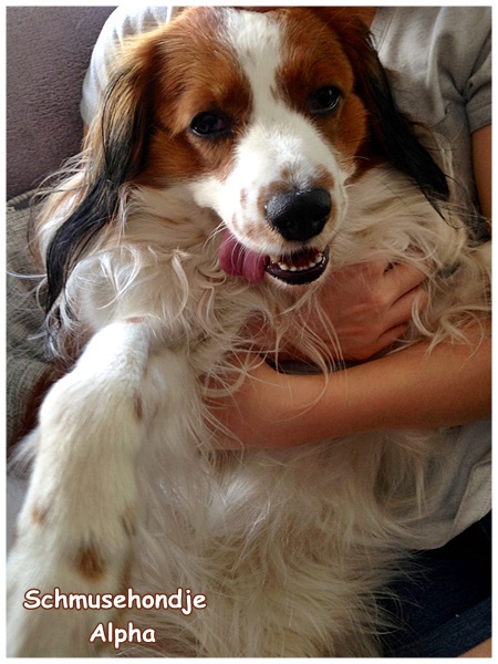 Kooikerhondje von der Spessartrose