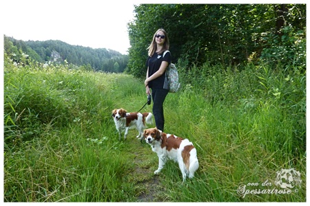 Kooikerhondje von der Spessartrose