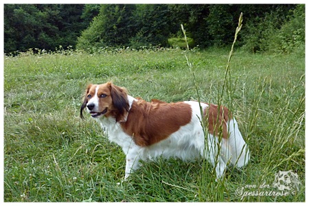 Kooikerhondje von der Spessartrose