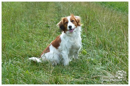 Kooikerhondje von der Spessartrose