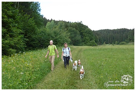 Kooikerhondje von der Spessartrose