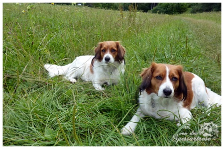 Kooikerhondje von der Spessartrose