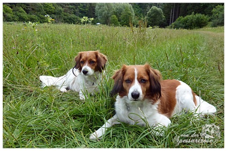 Kooikerhondje von der Spessartrose