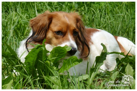 Kooikerhondje von der Spessartrose