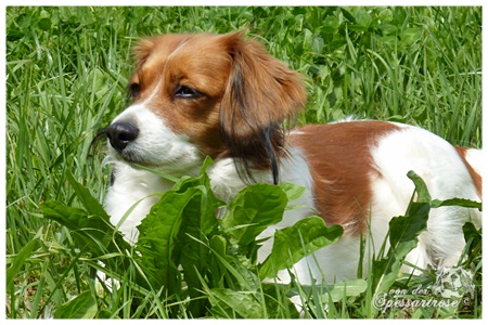 Kooikerhondje von der Spessartrose